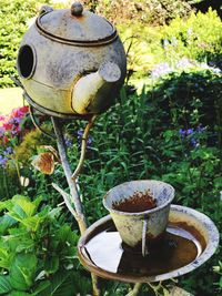 Close-up of coffee and plants