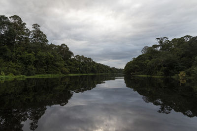 Typical amazon rainforest and river landscape near negro river