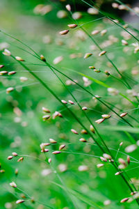 Close-up of stems against blurred background