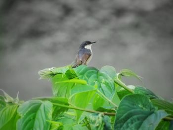 Close-up of bird perching on a plant