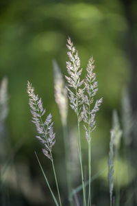 Close-up of plant growing on field