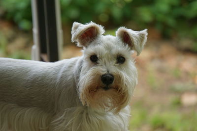 Close-up portrait of white dog