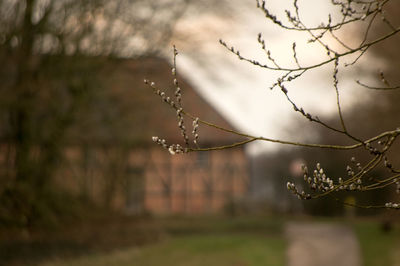 Close-up of tree against sky