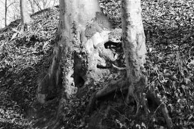 Close-up of lizard on tree trunk