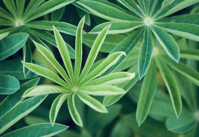 High angle view of plant leaves