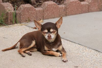 Portrait of dog sitting outdoors