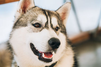 Close-up of siberian husky looking away