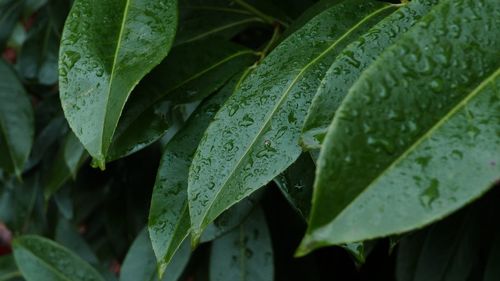 Close-up of wet plant leaves