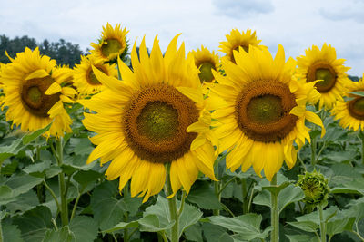 sunflower