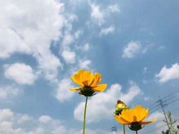 Low angle view of yellow flowering plant against sky