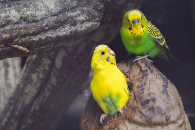 Close-up of parrot perching on tree