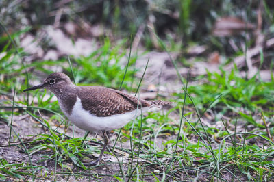 Close-up of bird perching on a field