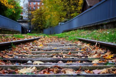 Autumn leaves on railroad track