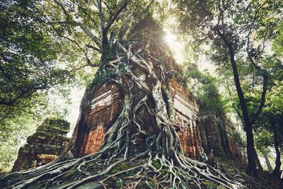 Low angle view of tree roots in forest