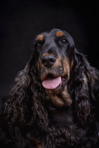Close-up of dog against black background