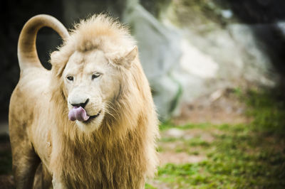 Lion at zoo