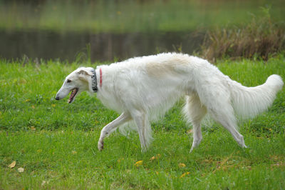 Side view of a dog on field