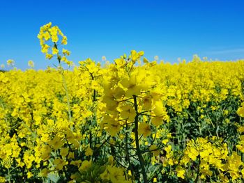 Scenic view of oilseed rape field against sky