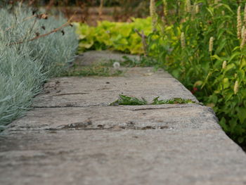 Close-up of wood