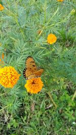 Butterfly on yellow flower