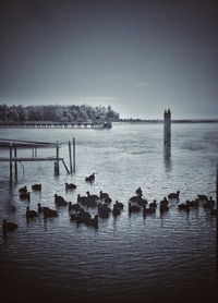 View of birds on wooden post