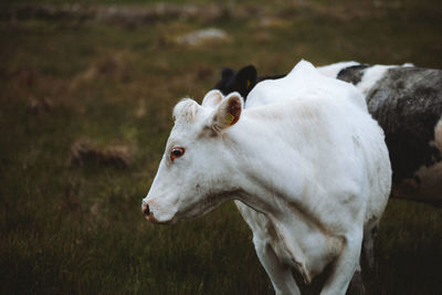 White horse in a field