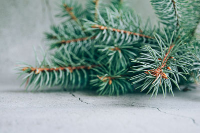 Close-up of pine tree on floor