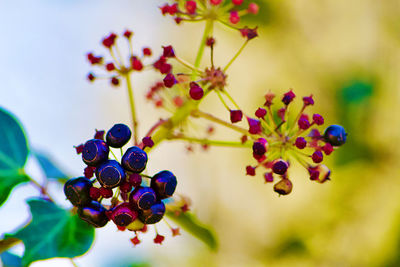 Close-up of berries growing on plant