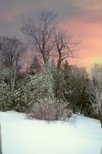 Trees on snow covered landscape