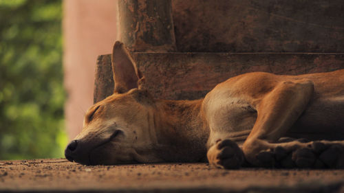 Close-up of a dog sleeping