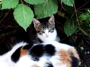 Close-up portrait of a cat