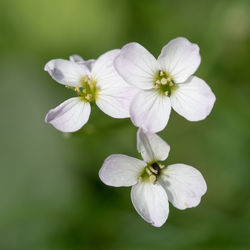 Close-up of white flowering plant in park