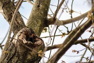 Low angle view of bird perching on tree against sky