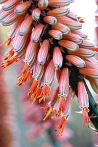 Close-up of pink flowers