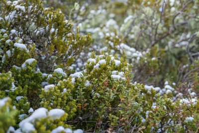 Close-up of frozen tree in winter