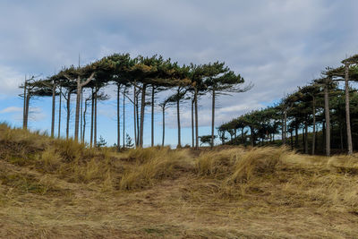 Trees on field against sky