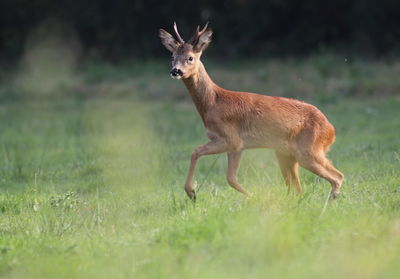 Side view of deer standing on field