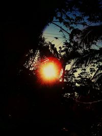 Close-up of silhouette trees against sky