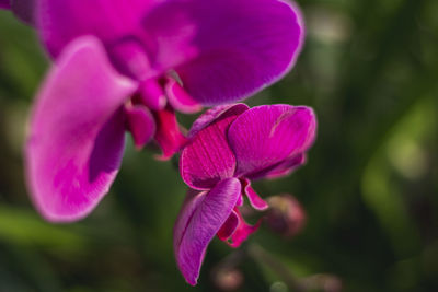 Close-up of pink flowering plant