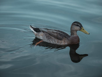 High angle view of duck swimming in lake