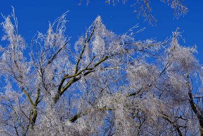 Low angle view of tree against blue sky