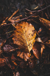 Leaf on the ground in autumn
