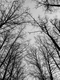 Low angle view of bare trees against sky