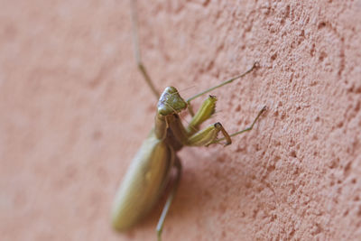 Close-up of praying mantis on wall