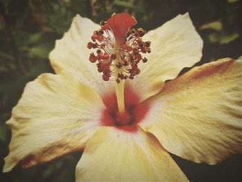 Close-up of flower