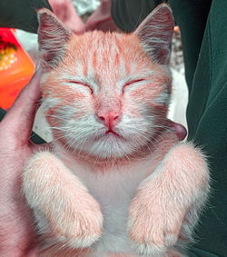 Close-up of hand holding cat with eyes closed