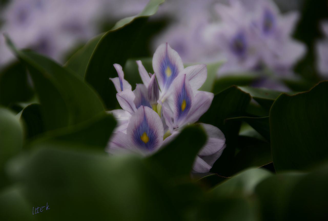 flower, petal, fragility, beauty in nature, freshness, nature, growth, selective focus, flower head, plant, no people, purple, close-up, leaf, day, blooming, outdoors