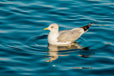 High angle view of seagull swimming in lake