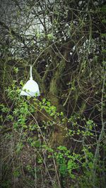 Close-up of illuminated light bulb on tree in forest