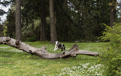 Happy great dane dog leaping over a fallen tree in a green grass park.